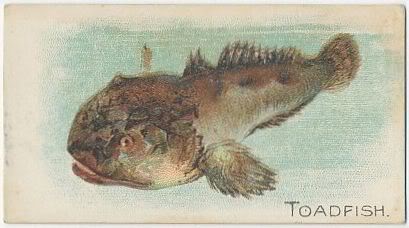 T58 44 Toadfish.jpg